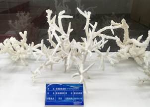 说明:L:\威廉体育宣传片素材\2016微信公众号推送文件\照片\南海珊瑚礁生物标本馆以及部分科考展品-2.jpg